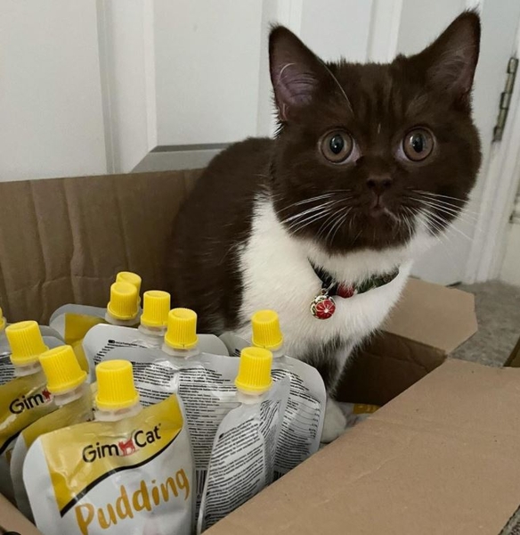 GimCat Pudding 150g Meowy Pet Shop