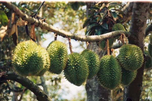 KỸ THUẬT CHĂM SÓC VÀ PHỤC HỒI VƯỜN SẦU RIÊNG SAU THU HOẠCH ...