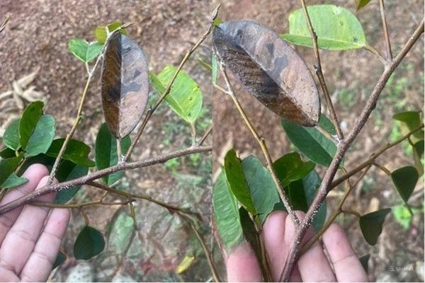 Bệnh khô cành trên cây sầu riêng: Nguyên nhân, biểu hiện và cách phòng trị hiệu quả nongduocbichtram