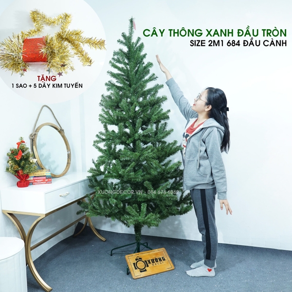 Cây thông xanh 2 loại lá đầu tròn tán dày LP_19TT