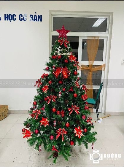 Cây thông xanh Việt Hàn