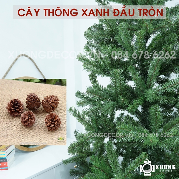 Cây thông xanh 1m5 kèm quả thông