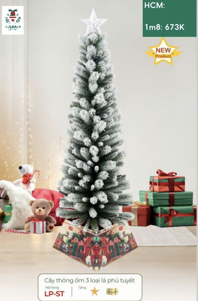 Cây thông ốm 3 loại lá phủ tuyết