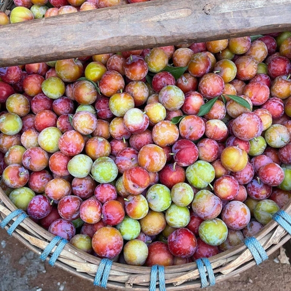 Mận cơm Yên Châu, Sơn La