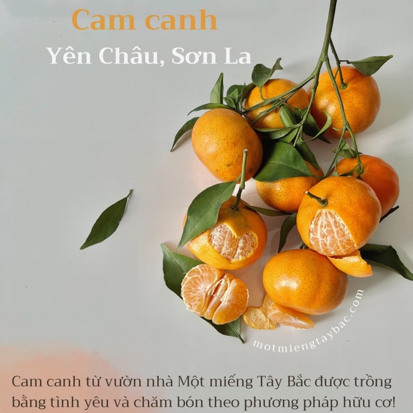 Cam canh Sơn La - loại 1 - ngọt đậm