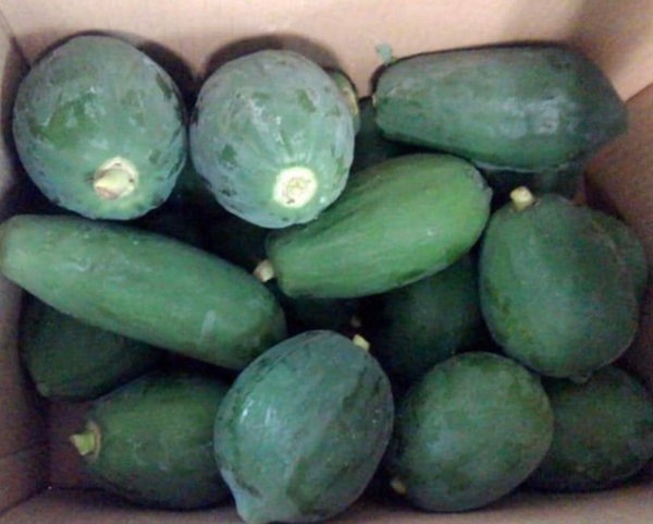 Đu Đủ xanh 青パパイヤGREEN PAPAYA