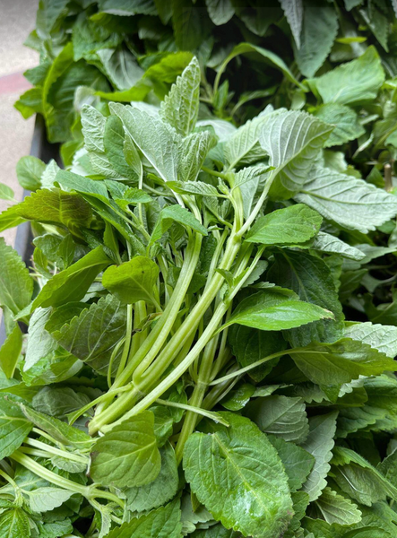 Rau kinh giới  (100gr)