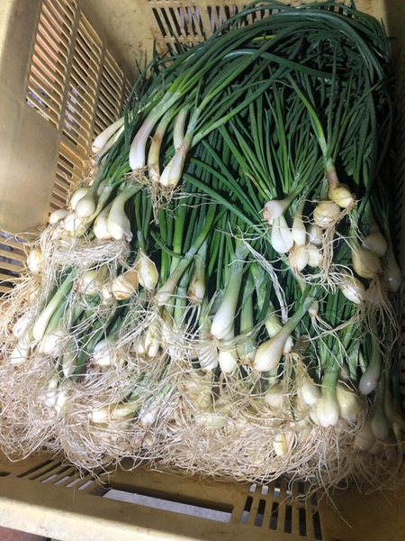 Hành lá