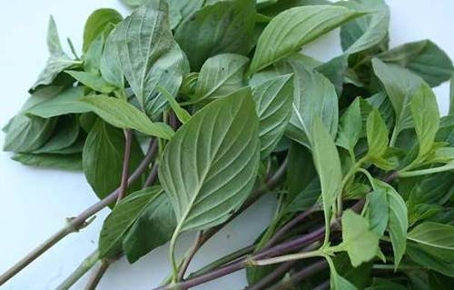 Húng quế スイートバジル SWEET BASIL