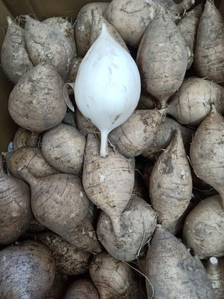 Củ đậu (củ sắn)