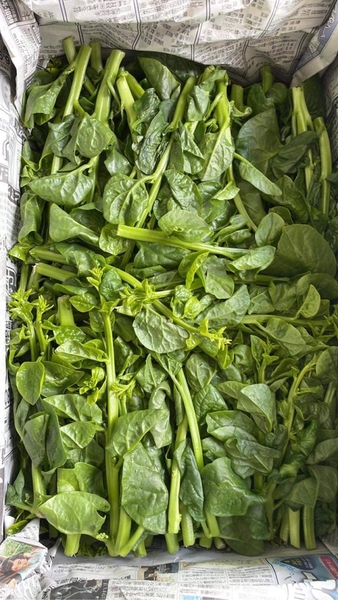 Rau Mồng Tơi