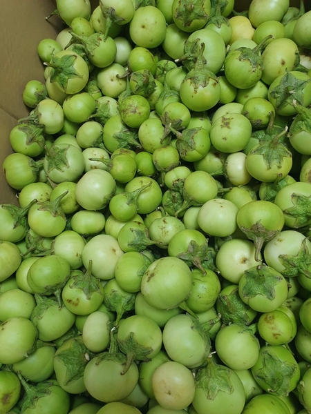 CÀ PHÁO TƯƠI (1kg)