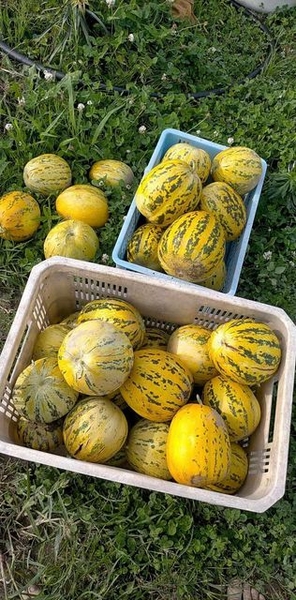 Quả Dưa bở ( kg )