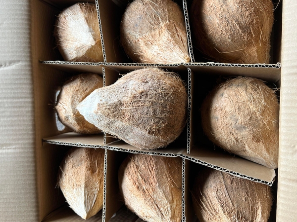 Dừa già ( quả )