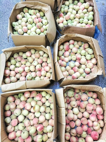 Đào hồng  (kg)