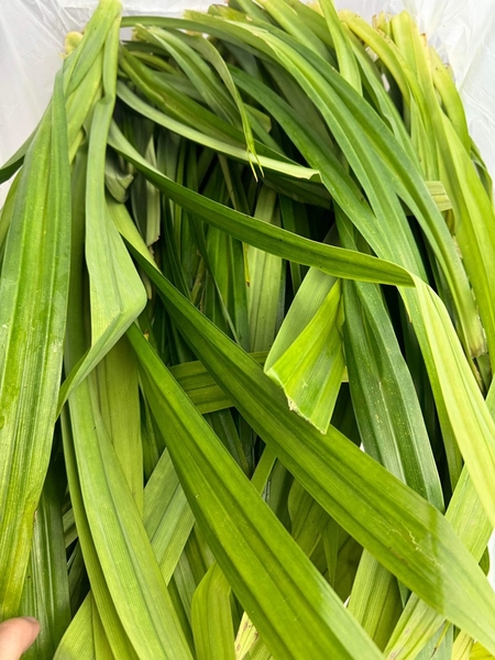 Lá dứa tươi ( lá nếp)