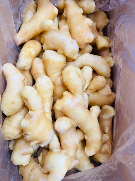 Gừng Củ