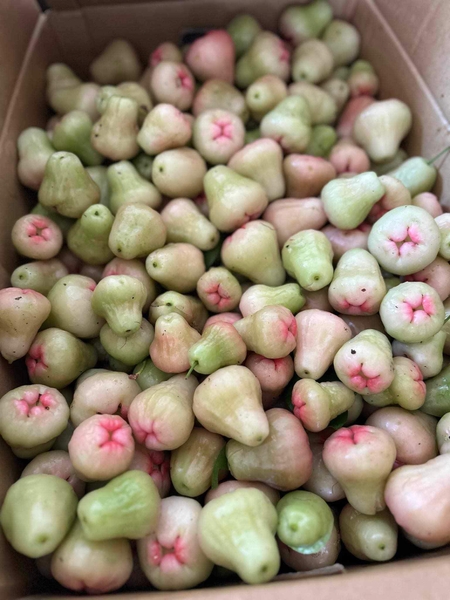 Quả Roi ( kg )