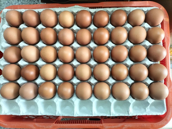 Trứng gà vữa ( 1 bịch 10 quả )