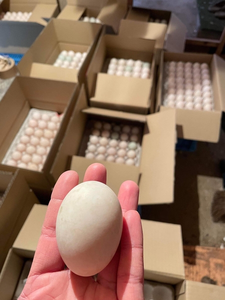 Trứng vịt lộn ( quả )