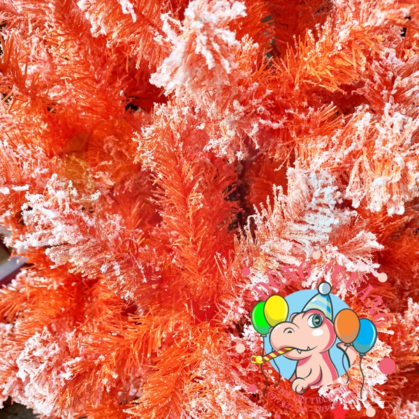 Cây thông lá đầu quấn chỉ phủ tuyết màu cam (cành tự động xoè)