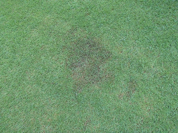 Bệnh cháy lá ở cỏ