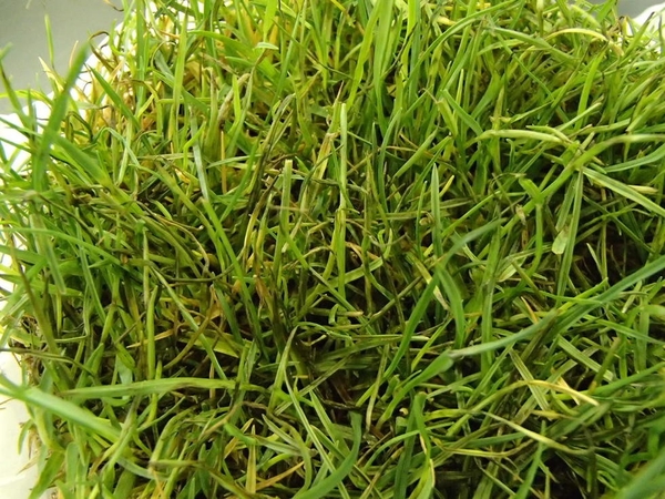 Bệnh đạo ôn ở cỏ