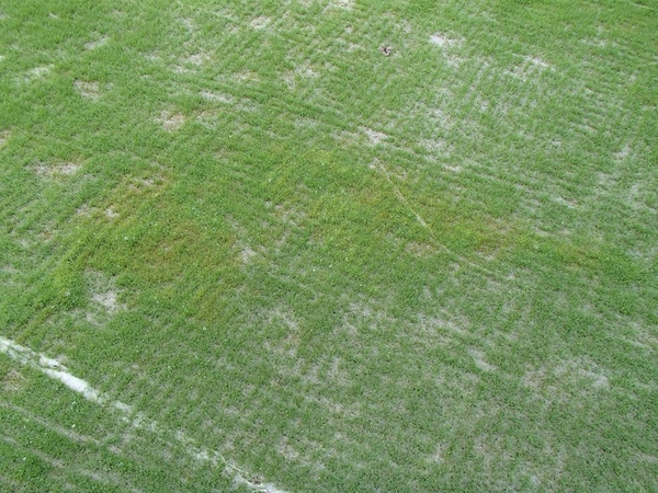 Bệnh Pythium ở cỏ