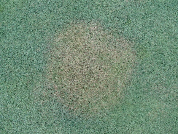 Bệnh mảng nâu ở cỏ