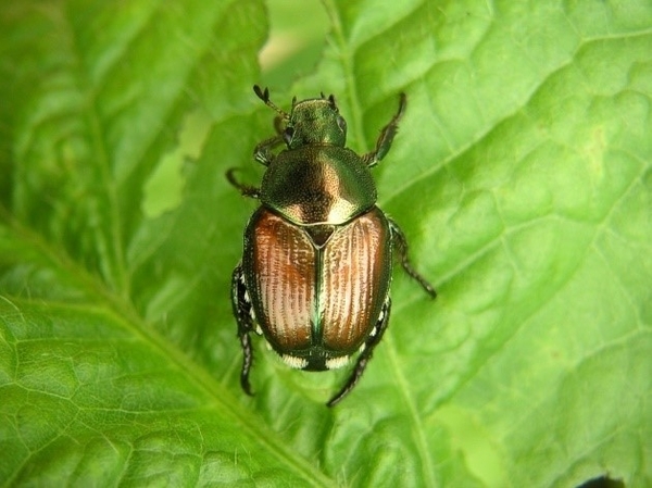 Bọ cánh cứng Popillia Japonica