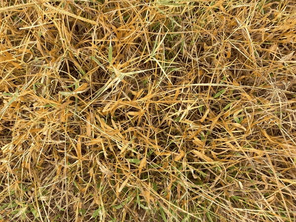 Cách khắc phục tình trạng cỏ úa vàng nhanh chóng