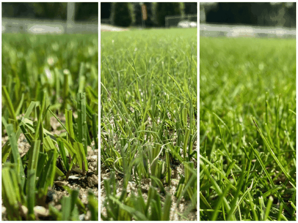 Cỏ lai so với cỏ truyền thống: Loại nào tốt hơn cho sân golf của bạn