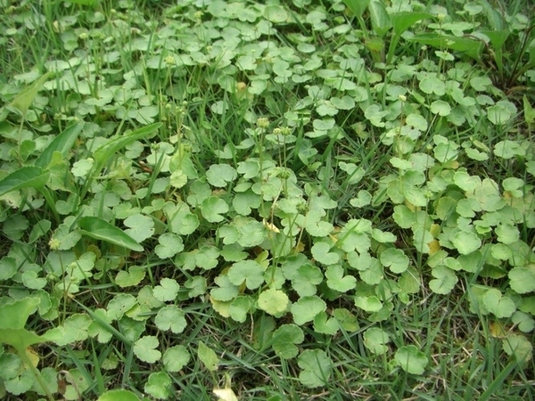 Cỏ Ochidome trên sân golf