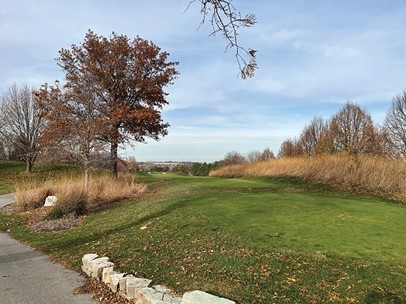 Cỏ và cây: Cuộc cạnh tranh về nước