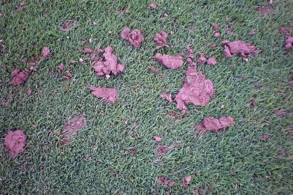 Giun đất trên sân golf