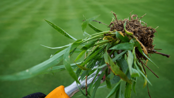 Các biện pháp kiểm soát cỏ dại hàng đầu để duy trì một sân golf cỏ khỏe mạnh