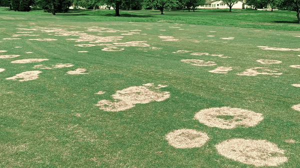 Kiểm tra nhiệt độ đất để sử dụng thuốc diệt nấm hiệu quả