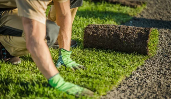 Chăm sóc sau khi gieo hạt cần thiết cho sân golf: Mẹo để có một sân golf xanh tươi tốt