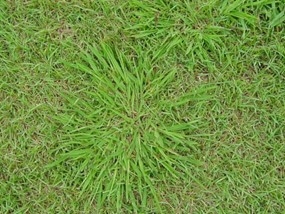 Cỏ Paspalum Dilatatum trên sân golf