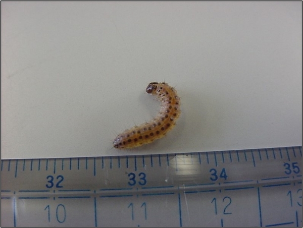 Shibatsutoga trên sân golf