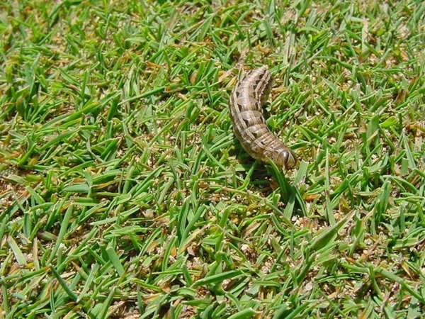 Bướm đêm trên sân golf