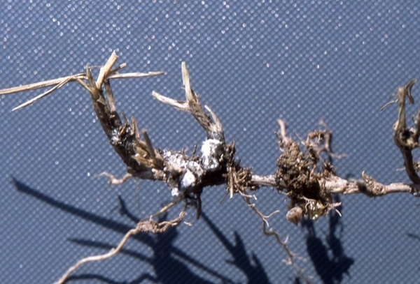 Rệp Antonina graminis trên sân golf