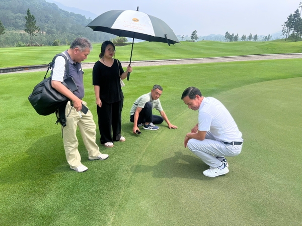 So Sánh Cỏ Nhân Tạo Và Cỏ Tự Nhiên: Nên Chọn Loại Nào?