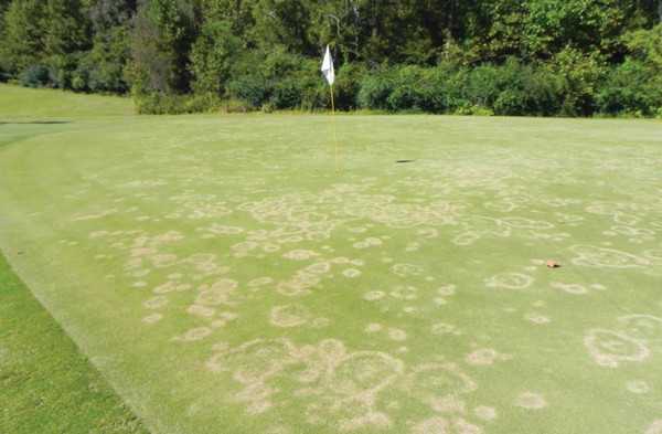 Sức khỏe đất kém có thể gây hại cho sân golf như thế nào?