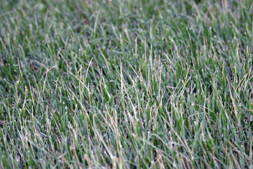 Thiệt hại do sương giá so với nấm gây hại cho cỏ: Làm thế nào để phân biệt?