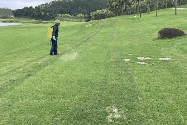TOP 6 Chất Tạo Màu Sân Golf Được Ưa Chuộng Nhất 2026