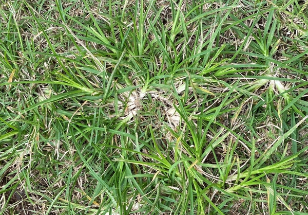 Cỏ mần trầu trên sân golf