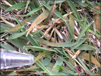 Bệnh rỉ sét
