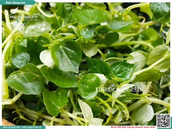 Rau càng cua | Rau củ quả 24h
