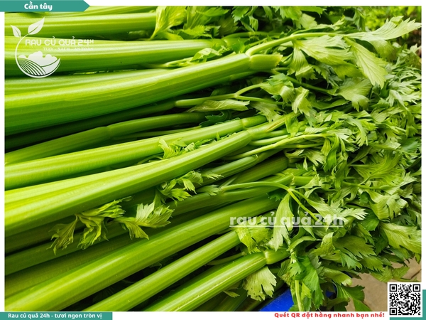 Cần tây cây vừa | Rau củ quả 24h